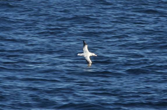 Muitas aves voam próximas do Sea Spirit no trecho entre Buenos Aires e as Ilhas Malvinas